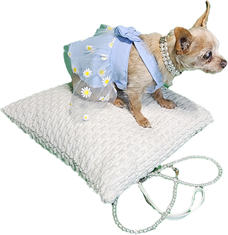 Pearl Collar and Leash