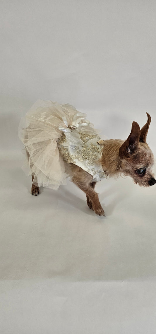 White and Gold Tull Dress